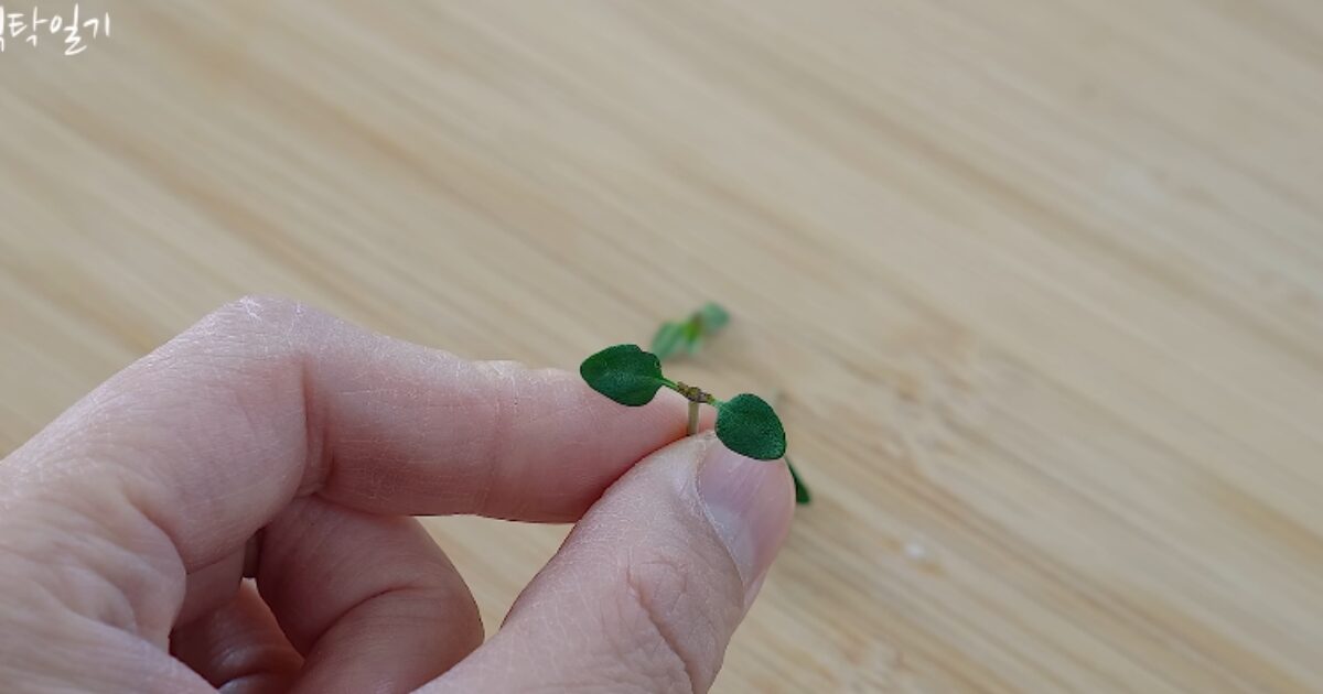 tomilho limao para gelatina