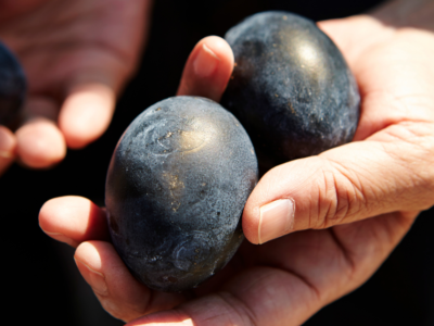 ovo cem dias centenario