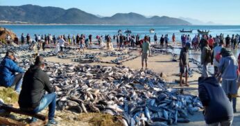 Pesca de mais de 40 mil tainhas impressiona em Florianópolis