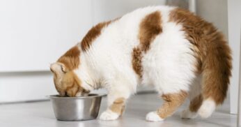 Sachê Caseiro Para Gatos