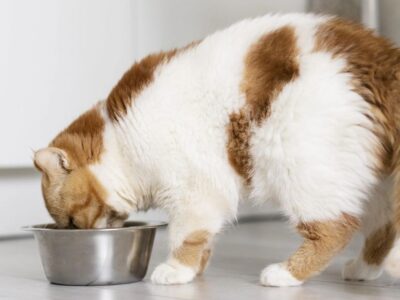 sache caseiro gatos como fazer