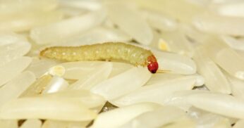 Saiba de onde vêm os bichinhos do arroz e como evitar essa infestação indesejada com dicas práticas para manter seus grãos sempre limpos e seguros