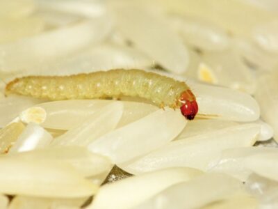 larva arroz gorgulho