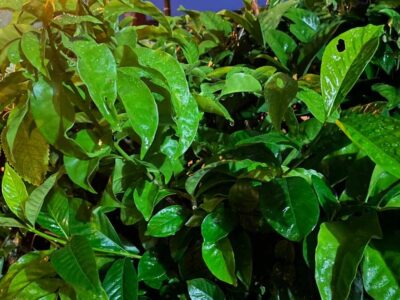 farinha ora pro nobis