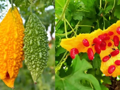 melao de sao caetano suco